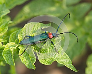 The Brilliant blue bug on green background