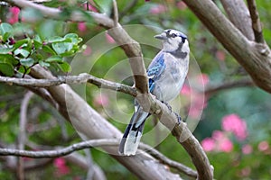 Brilliant Blue Jay Poses on a Crape Myrtle Perch