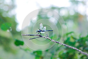 Brilliant Blue Resting Dragon Fly