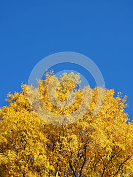 Brilliant blue sky and yellow tree of autumn in NYS