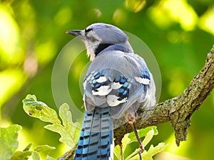 Brilliant Bluejay Bird Perched on n Oak Tree Branch