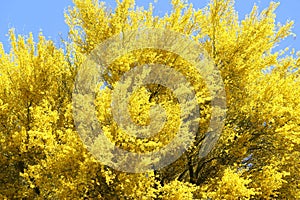 Brilliant bright yellow blooming Palo Verde tree in the desert of Tucson arizona