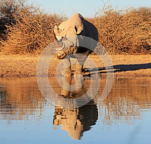 Brilliant brut - Black Rhino, endangered african