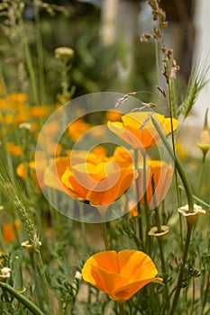 Brilliant buttercup yellow flowers of Eschscholzia californica Californian poppy,golden poppy, California sunlight, cup of gold