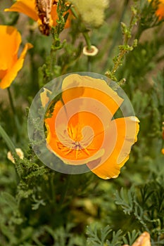 Brilliant buttercup yellow flowers of Eschscholzia californica Californian poppy,golden poppy, California sunlight, cup of gold