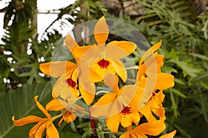 Brilliant Cattleya Orchids