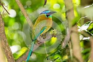 Brilliant, colorful, exotic bird in the jungle. Momot, Momotus lessonii