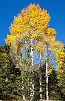 The Brilliant Colors of Autumn Aspen