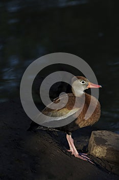 Brilliant colors of Black-bellied Whistling Duck with dark water behind