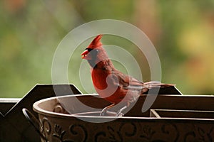 Brilliant Colourful cardinal to love