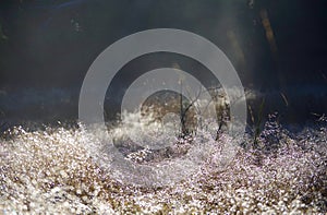 Brilliant drops of dew are backlit by the bright winter sun in a field