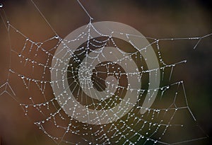 Brilliant drops of dew on the spider web