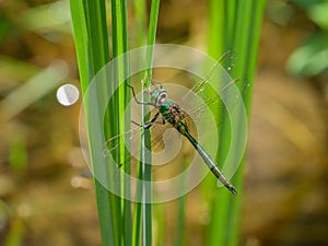 A Brilliant Emerald dragonfly resting on a plant photo