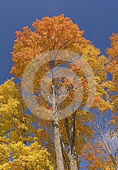 Brilliant Fall Colors Against a Blue Sky