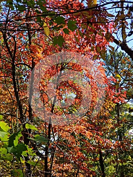 Brilliant Fall Colors - Appalachian Forest Autumn Foliage