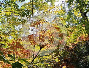 Brilliant Fall Colors - Appalachian Forest Autumn Foliage