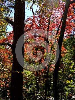 Brilliant Fall Colors - Appalachian Forest Autumn Foliage