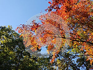 Brilliant Fall Colors - Appalachian Forest Autumn Foliage