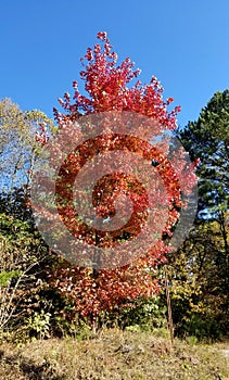 Brilliant Fall Colors - Appalachian Forest Autumn Foliage