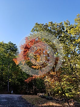 Brilliant Fall Colors - Appalachian Forest Autumn Foliage