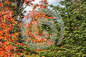 Brilliant Fall Maple with Fir Trees