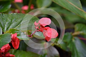 Brilliant Flowering Red Begonia Blossoms Blooming in the Summer