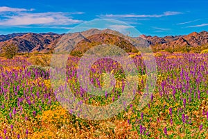 Brilliant flowers fill a field in the Joshua Tree National Park during a super bloom