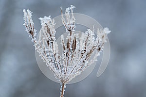 Brilliant frost crystals on wildflowers