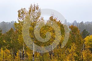 Brilliant golden aspen trees on a misty Rocky Mountain morning