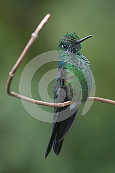 Brilliant green hummingbird from Costa Rica