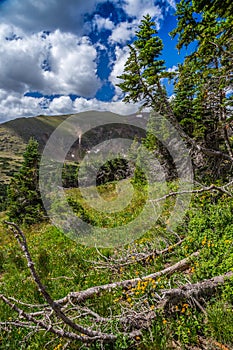 Brilliant Green Panoramic Views from the Old Fall River Road, Rocky Mountain National Park, Colorado