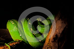 Brilliant Green Tree Python Head on Branch