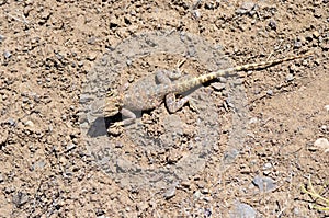 The brilliant ground agama , Trapelus agilis sitting on desert ground