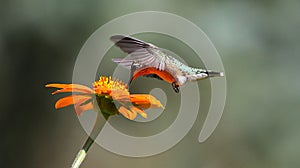 Brilliant Hummingbird drinking from an orange Mexican Sunflower - Trochilidae