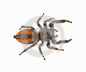 Brilliant Jumping Spider - Phidippus Clarus - family Salticidae - large male with rusty orange red side stripes with a black