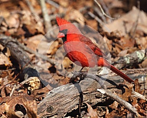 Brilliant male northern cardinal
