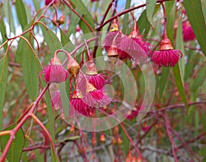 Brilliant. native gumnuts flower, red, Australia, photo
