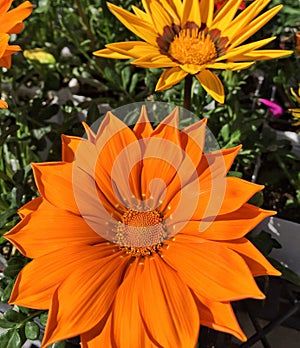 Brilliant orange gazania blossoms