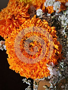 Brilliant orange marigold flowers