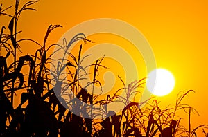 Brilliant orange sunrise over a Corn field