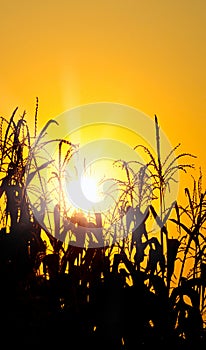 Brilliant orange sunrise over a Corn field