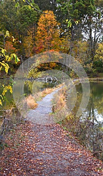 Brilliant Orange Tree on Steele Creek Lake Trail photo