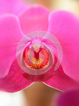 Brilliant Orchid Bloom