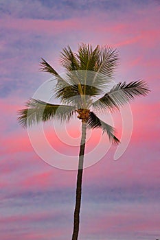 Brilliant pink and blue sky with lone palm tree at sunset on Maui.