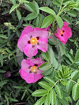 Brilliant pink rock rosees