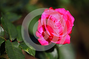 Brilliant pink rose floribunda Hybrid Tea flamboyant in sunlight