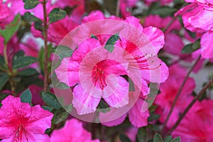 Brilliant Pink Spring Azaleas Closeup