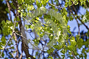 Brilliant Poplar Leaves in the Sun