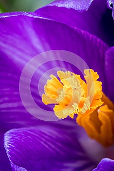Brilliant Purple Crocus flower macro selective focus in early Spring