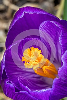 Brilliant Purple Crocus flower macro selective focus in early Spring